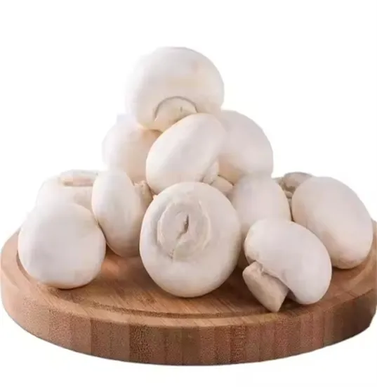 Canned Champignon Mushroom, Button Mushroom Whole in Drum Supplier