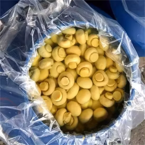 Canned Champignon Mushroom, Button Mushroom Whole in Drum Supplier