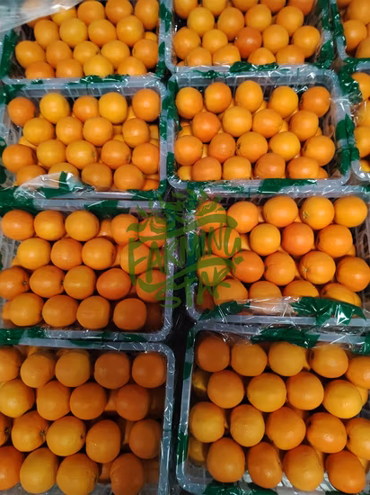 Hochwertige frische Orangen