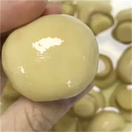 Lieferant von Champignon-Pilzen in Dosen, Champignons im Ganzen in Trommeln